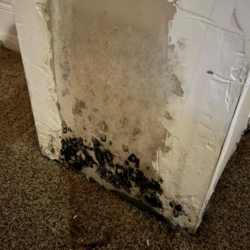 Professional Mold Removal in Beloit, WI